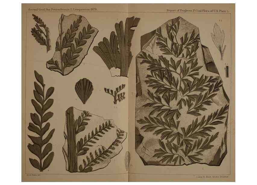 Reproducción/Reproduction 22084048376: Description of the coal flora of the Carboniferous formation in Pennsylvania and throughout the United States .... Harrisburg,Board of Commissioners for the Second Geological Survey,1879-84.
