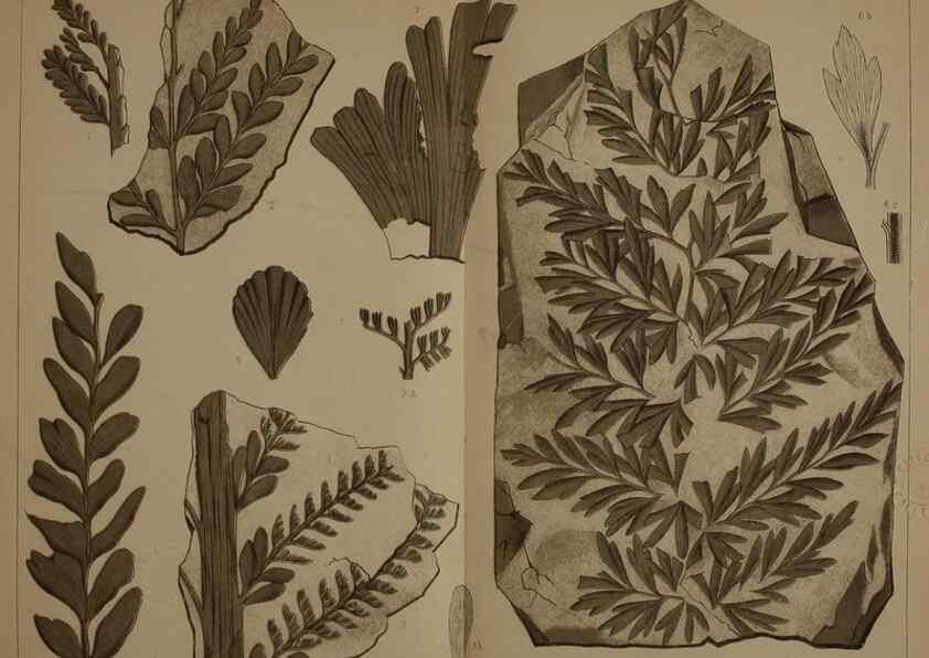 Reproducción/Reproduction 22084048376: Description of the coal flora of the Carboniferous formation in Pennsylvania and throughout the United States .... Harrisburg,Board of Commissioners for the Second Geological Survey,1879-84.