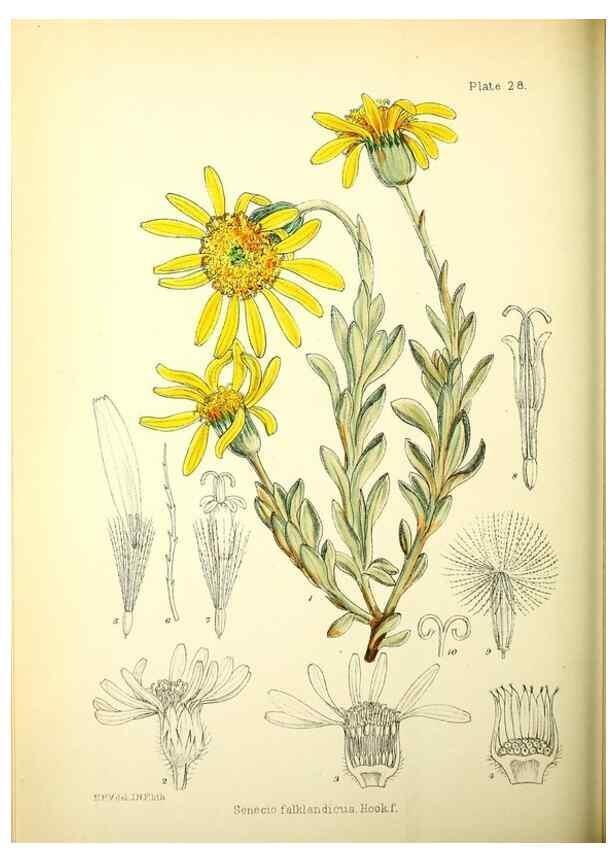 Reproducción/Reproduction 22423784131: Illustrations of the flowering plants and ferns of the Falkland Islands,. London,L. Reeve & Co.,1921.