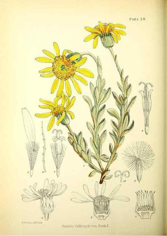 Reproducción/Reproduction 22423784131: Illustrations of the flowering plants and ferns of the Falkland Islands,. London,L. Reeve & Co.,1921.