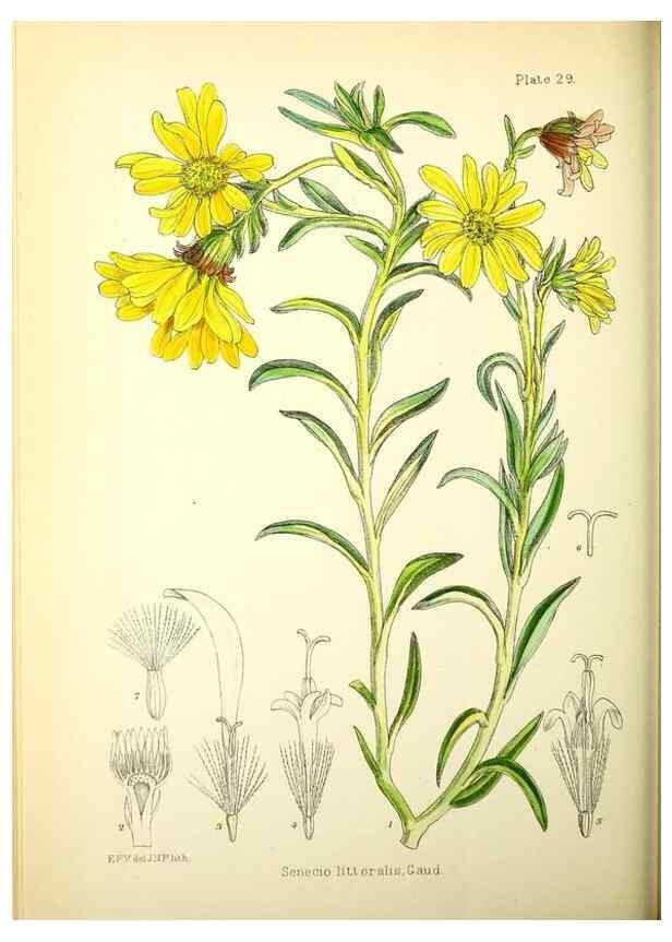 Reproducción/Reproduction 21790185464: Illustrations of the flowering plants and ferns of the Falkland Islands,. London,L. Reeve & Co.,1921.