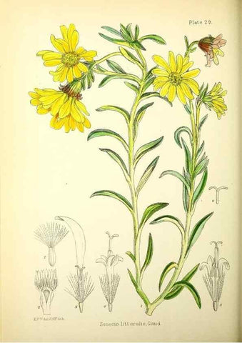Reproducción/Reproduction 21790185464: Illustrations of the flowering plants and ferns of the Falkland Islands,. London,L. Reeve & Co.,1921.