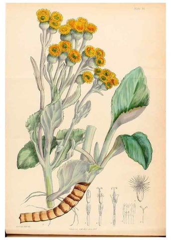 Reproducción/Reproduction 22423788671: Illustrations of the flowering plants and ferns of the Falkland Islands,. London,L. Reeve & Co.,1921.
