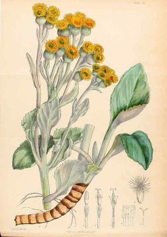Reproducción/Reproduction 22423788671: Illustrations of the flowering plants and ferns of the Falkland Islands,. London,L. Reeve & Co.,1921.