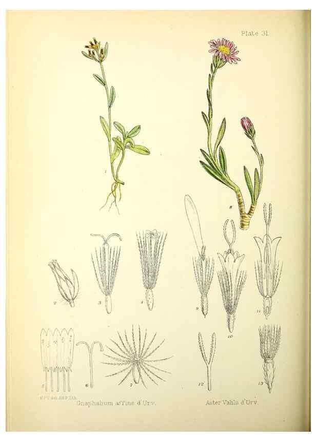 Reproducción/Reproduction 22423791401: Illustrations of the flowering plants and ferns of the Falkland Islands,. London,L. Reeve & Co.,1921.