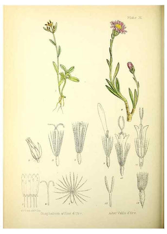 Reproducción/Reproduction 22423791401: Illustrations of the flowering plants and ferns of the Falkland Islands,. London,L. Reeve & Co.,1921.