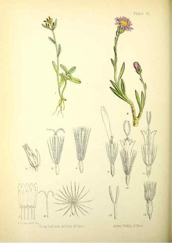 Reproducción/Reproduction 22423791401: Illustrations of the flowering plants and ferns of the Falkland Islands,. London,L. Reeve & Co.,1921.
