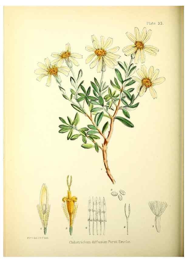 Reproducción/Reproduction 22386951716: Illustrations of the flowering plants and ferns of the Falkland Islands,. London,L. Reeve & Co.,1921.