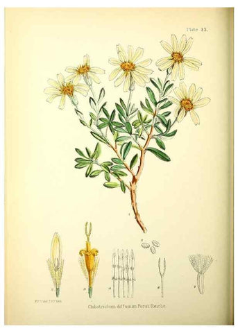 Reproducción/Reproduction 22386951716: Illustrations of the flowering plants and ferns of the Falkland Islands,. London,L. Reeve & Co.,1921.