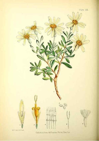 Reproducción/Reproduction 22386951716: Illustrations of the flowering plants and ferns of the Falkland Islands,. London,L. Reeve & Co.,1921.