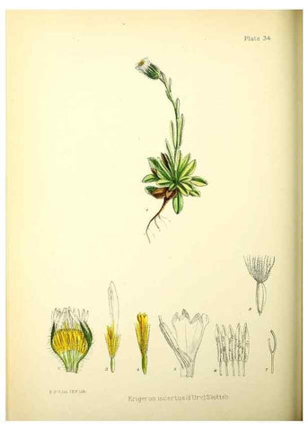 Reproducción/Reproduction 22225236928: Illustrations of the flowering plants and ferns of the Falkland Islands,. London,L. Reeve & Co.,1921.