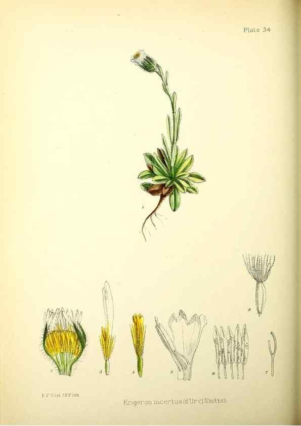 Reproducción/Reproduction 22225236928: Illustrations of the flowering plants and ferns of the Falkland Islands,. London,L. Reeve & Co.,1921.