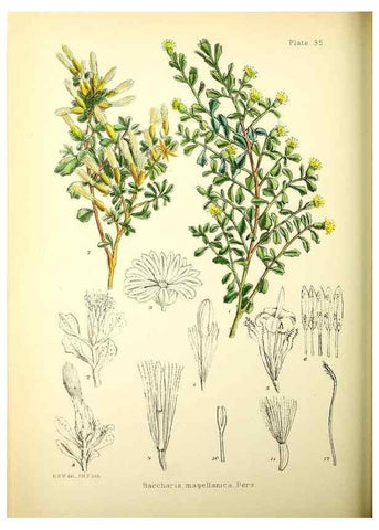 Reproducción/Reproduction 21791846443: Illustrations of the flowering plants and ferns of the Falkland Islands,. London,L. Reeve & Co.,1921.