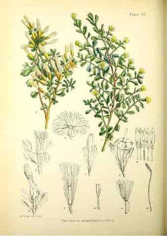 Reproducción/Reproduction 21791846443: Illustrations of the flowering plants and ferns of the Falkland Islands,. London,L. Reeve & Co.,1921.