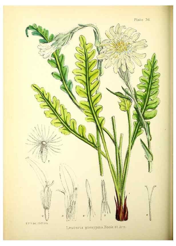 Reproducción/Reproduction 22224991470: Illustrations of the flowering plants and ferns of the Falkland Islands,. London,L. Reeve & Co.,1921.