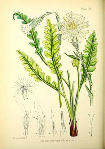 Reproducción/Reproduction 22224991470: Illustrations of the flowering plants and ferns of the Falkland Islands,. London,L. Reeve & Co.,1921.