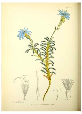Reproducción/Reproduction 22226149889: Illustrations of the flowering plants and ferns of the Falkland Islands,. London,L. Reeve & Co.,1921.