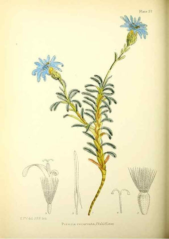 Reproducción/Reproduction 22226149889: Illustrations of the flowering plants and ferns of the Falkland Islands,. London,L. Reeve & Co.,1921.
