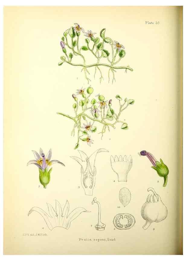 Reproducción/Reproduction 22412961815: Illustrations of the flowering plants and ferns of the Falkland Islands,. London,L. Reeve & Co.,1921.