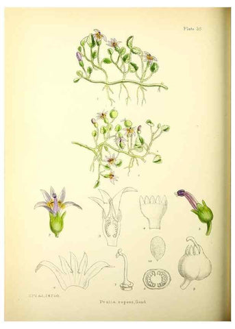 Reproducción/Reproduction 22412961815: Illustrations of the flowering plants and ferns of the Falkland Islands,. London,L. Reeve & Co.,1921.