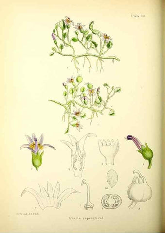 Reproducción/Reproduction 22412961815: Illustrations of the flowering plants and ferns of the Falkland Islands,. London,L. Reeve & Co.,1921.