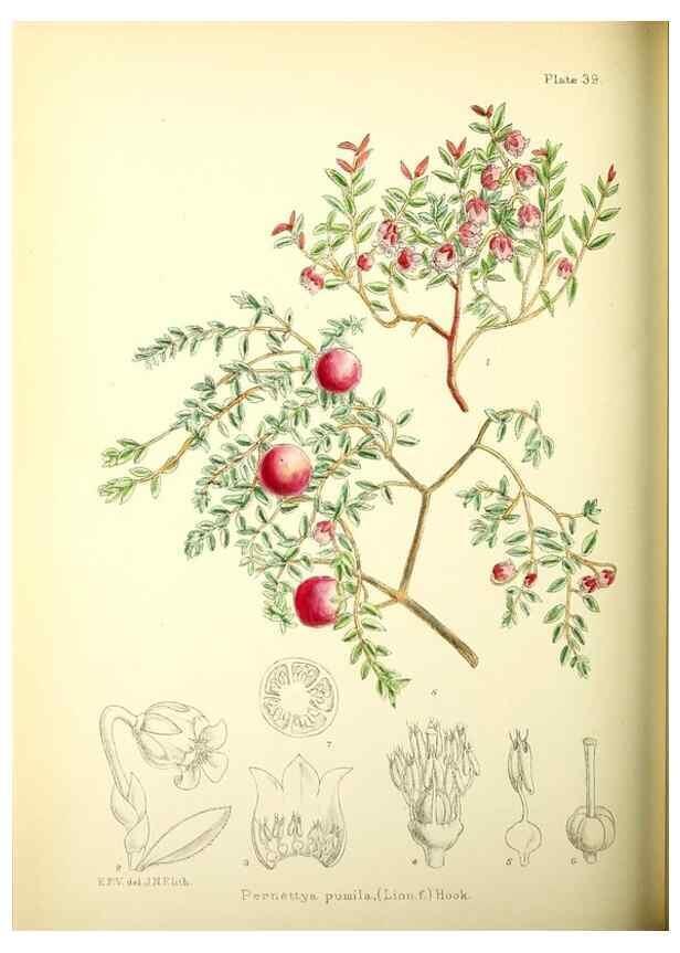 Reproducción/Reproduction 22423813631: Illustrations of the flowering plants and ferns of the Falkland Islands,. London,L. Reeve & Co.,1921.