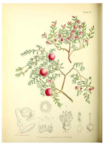 Reproducción/Reproduction 22423813631: Illustrations of the flowering plants and ferns of the Falkland Islands,. London,L. Reeve & Co.,1921.