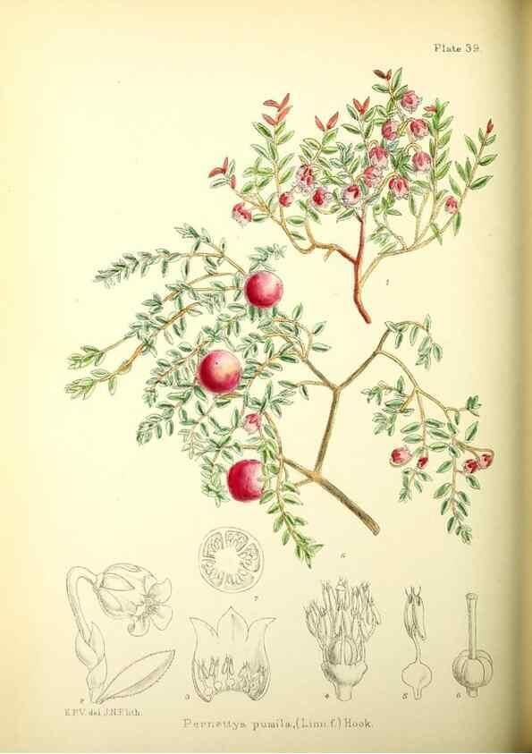 Reproducción/Reproduction 22423813631: Illustrations of the flowering plants and ferns of the Falkland Islands,. London,L. Reeve & Co.,1921.