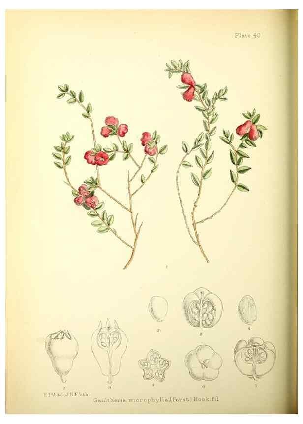 Reproducción/Reproduction 22225251998: Illustrations of the flowering plants and ferns of the Falkland Islands,. London,L. Reeve & Co.,1921.