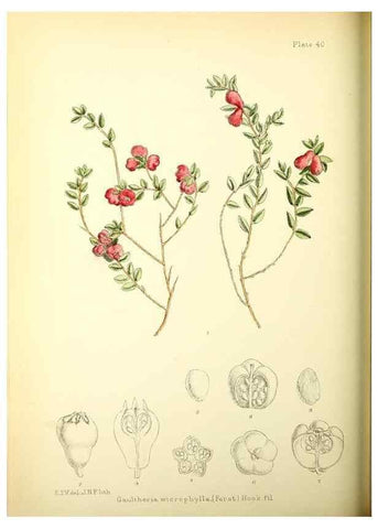 Reproducción/Reproduction 22225251998: Illustrations of the flowering plants and ferns of the Falkland Islands,. London,L. Reeve & Co.,1921.