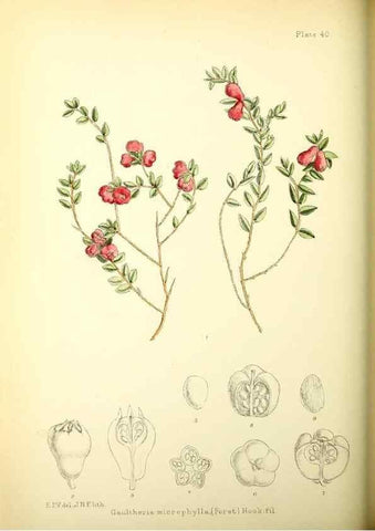 Reproducción/Reproduction 22225251998: Illustrations of the flowering plants and ferns of the Falkland Islands,. London,L. Reeve & Co.,1921.