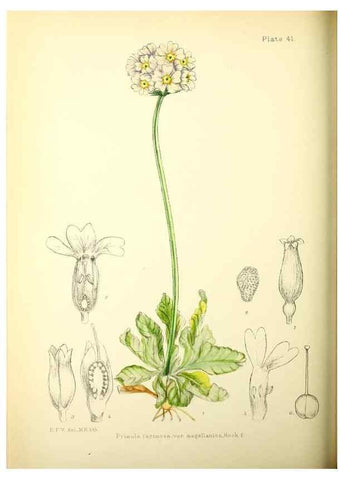 Reproducción/Reproduction 22225003240: Illustrations of the flowering plants and ferns of the Falkland Islands,. London,L. Reeve & Co.,1921.