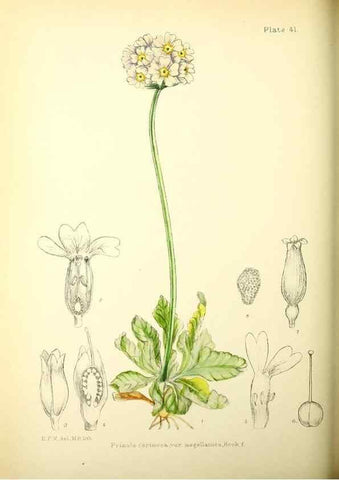 Reproducción/Reproduction 22225003240: Illustrations of the flowering plants and ferns of the Falkland Islands,. London,L. Reeve & Co.,1921.