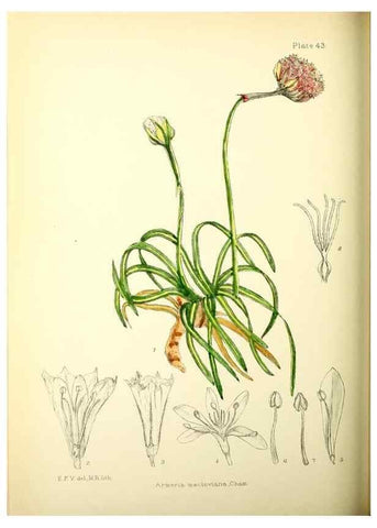 Reproducción/Reproduction 22399783872: Illustrations of the flowering plants and ferns of the Falkland Islands,. London,L. Reeve & Co.,1921.