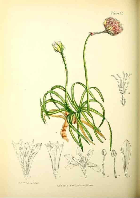 Reproducción/Reproduction 22399783872: Illustrations of the flowering plants and ferns of the Falkland Islands,. London,L. Reeve & Co.,1921.