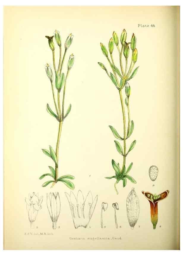 Reproducción/Reproduction 22225261778: Illustrations of the flowering plants and ferns of the Falkland Islands,. London,L. Reeve & Co.,1921.