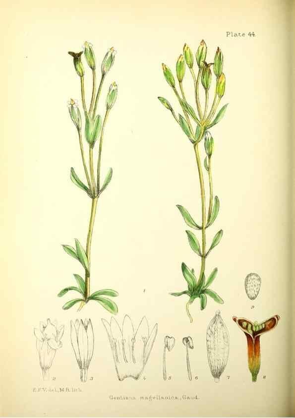 Reproducción/Reproduction 22225261778: Illustrations of the flowering plants and ferns of the Falkland Islands,. London,L. Reeve & Co.,1921.