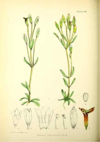 Reproducción/Reproduction 22225261778: Illustrations of the flowering plants and ferns of the Falkland Islands,. London,L. Reeve & Co.,1921.