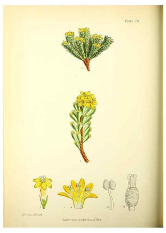 Reproducción/Reproduction 22224964600: Illustrations of the flowering plants and ferns of the Falkland Islands,. London,L. Reeve & Co.,1921.