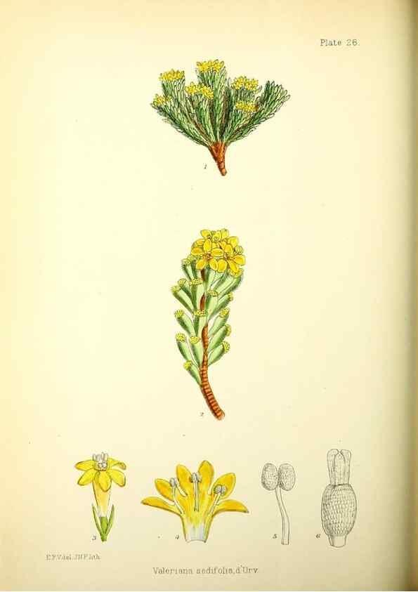 Reproducción/Reproduction 22224964600: Illustrations of the flowering plants and ferns of the Falkland Islands,. London,L. Reeve & Co.,1921.
