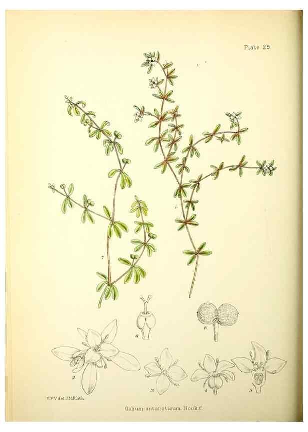 Reproducción/Reproduction 21791819493: Illustrations of the flowering plants and ferns of the Falkland Islands,. London,L. Reeve & Co.,1921.
