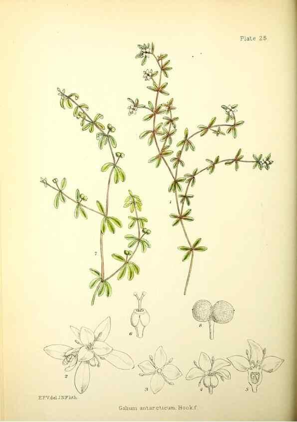 Reproducción/Reproduction 21791819493: Illustrations of the flowering plants and ferns of the Falkland Islands,. London,L. Reeve & Co.,1921.