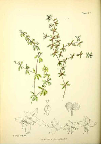 Reproducción/Reproduction 21791819493: Illustrations of the flowering plants and ferns of the Falkland Islands,. London,L. Reeve & Co.,1921.