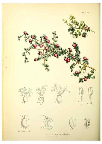 Reproducción/Reproduction 21791816743: Illustrations of the flowering plants and ferns of the Falkland Islands,. London,L. Reeve & Co.,1921.