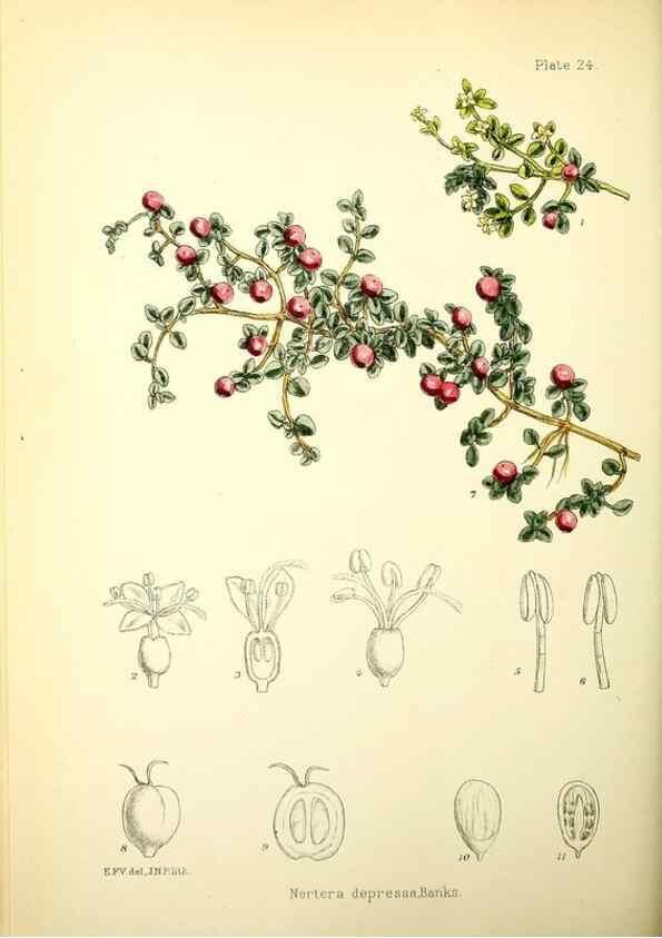 Reproducción/Reproduction 21791816743: Illustrations of the flowering plants and ferns of the Falkland Islands,. London,L. Reeve & Co.,1921.