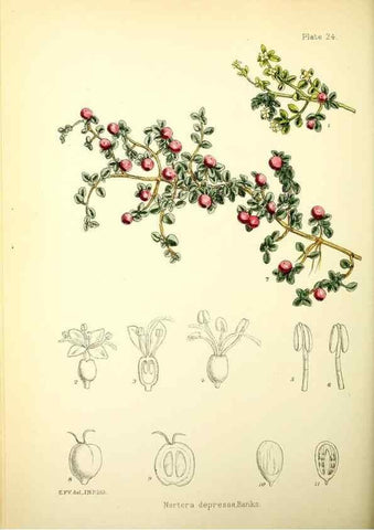 Reproducción/Reproduction 21791816743: Illustrations of the flowering plants and ferns of the Falkland Islands,. London,L. Reeve & Co.,1921.