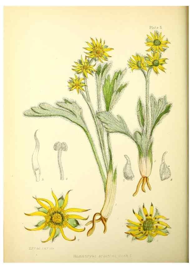 Reproducción/Reproduction 22399674852: Illustrations of the flowering plants and ferns of the Falkland Islands,. London,L. Reeve & Co.,1921.