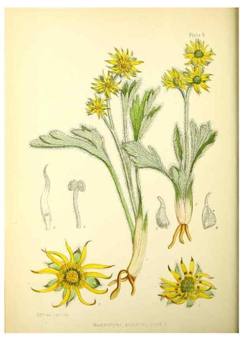 Reproducción/Reproduction 22399674852: Illustrations of the flowering plants and ferns of the Falkland Islands,. London,L. Reeve & Co.,1921.