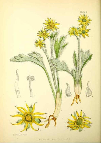 Reproducción/Reproduction 22399674852: Illustrations of the flowering plants and ferns of the Falkland Islands,. London,L. Reeve & Co.,1921.