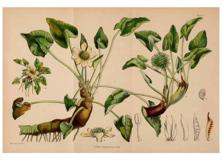 Reproducción/Reproduction 22412868755: Illustrations of the flowering plants and ferns of the Falkland Islands,. London,L. Reeve & Co.,1921.